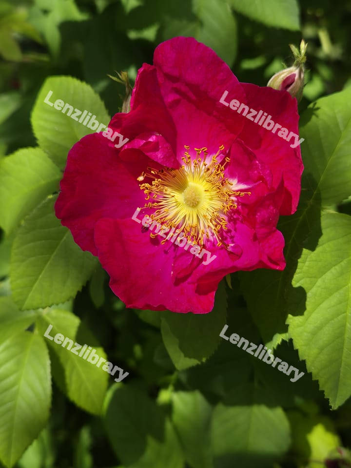 French Rose